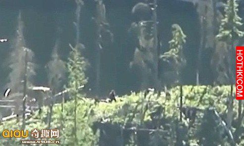 他在森林裡拍到這一幕，沒想到把鏡頭拉近後....連專家都嚇到說不出話！ ... ...