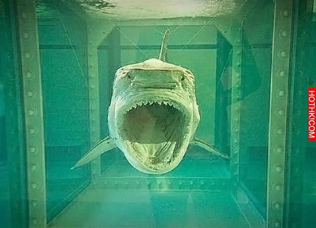 富豪花了800萬美元收藏鯊魚屍體，結果翻了好幾倍！