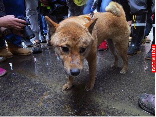 小柴犬超級強！在台南「倒塌大樓內」撐7天的牠，被救出後竟做了這個動作...現場人員看 ...