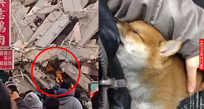 小柴犬超級強！在台南「倒塌大樓內」撐7天的牠，被救出後竟做了這個動作...現場人員看 ...
