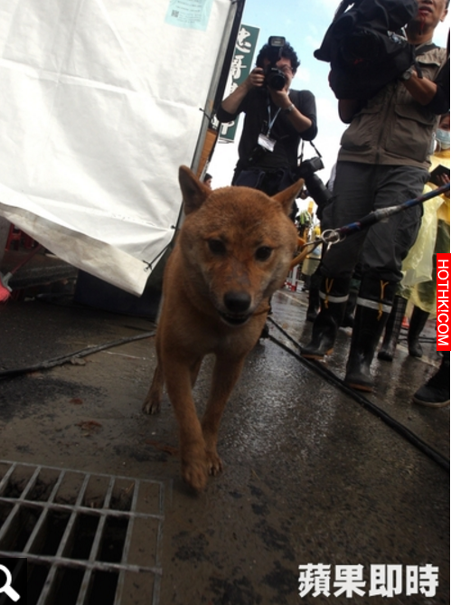 小柴犬超級強！在台南「倒塌大樓內」撐7天的牠，被救出後竟做了這個動作...現場人員看 ...