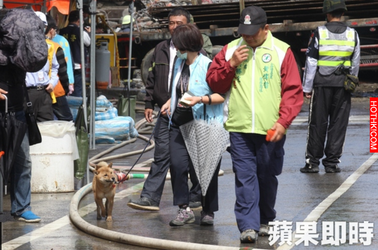 小柴犬超級強！在台南「倒塌大樓內」撐7天的牠，被救出後竟做了這個動作...現場人員看 ...