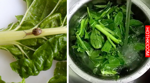 「超簡單3分鐘洗菜法」讓你的菜洗的一條蟲、一隻蝸牛都沒有，太乾淨了不學後悔 ...