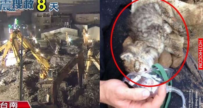 超幸運！在幾近鏟平的「維冠大樓」裡，發現倖存寵物貓！撐了8天的牠，被救出後竟露出 ...