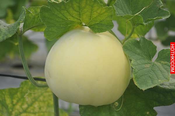 速傳！拜拜時千萬要放「這種水果」想發財靠它了！但「這個節日」絕對禁用！90%的人都 ...