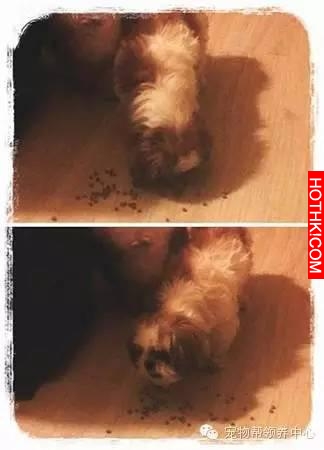 高齡西施犬臥病被判安樂死，忠犬大黑髮出哭腔打氣：你要振作！