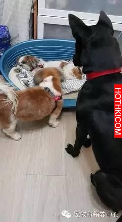 高齡西施犬臥病被判安樂死，忠犬大黑髮出哭腔打氣：你要振作！