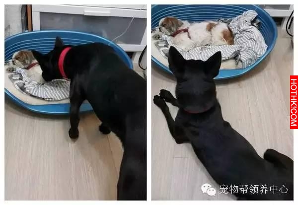 高齡西施犬臥病被判安樂死，忠犬大黑髮出哭腔打氣：你要振作！