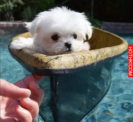 一隻天生會賣萌的馬爾齊斯犬，萌得不要不要的！