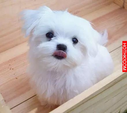 一隻天生會賣萌的馬爾齊斯犬，萌得不要不要的！