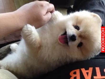 一隻越長越像布娃娃的狗狗！