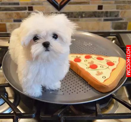 一隻天生會賣萌的馬爾齊斯犬，萌得不要不要的！