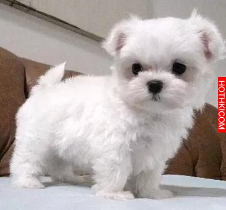 一隻天生會賣萌的馬爾齊斯犬，萌得不要不要的！
