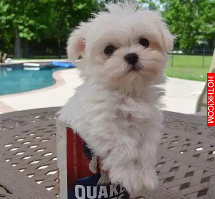 一隻天生會賣萌的馬爾齊斯犬，萌得不要不要的！