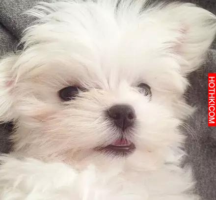一隻天生會賣萌的馬爾齊斯犬，萌得不要不要的！