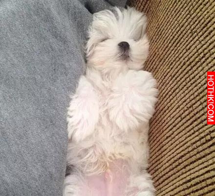 一隻天生會賣萌的馬爾齊斯犬，萌得不要不要的！