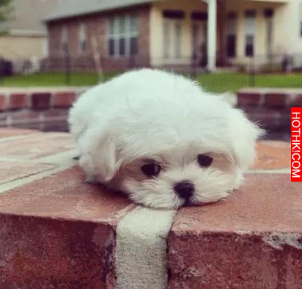 一隻天生會賣萌的馬爾齊斯犬，萌得不要不要的！