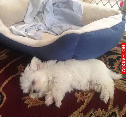 一隻天生會賣萌的馬爾齊斯犬，萌得不要不要的！