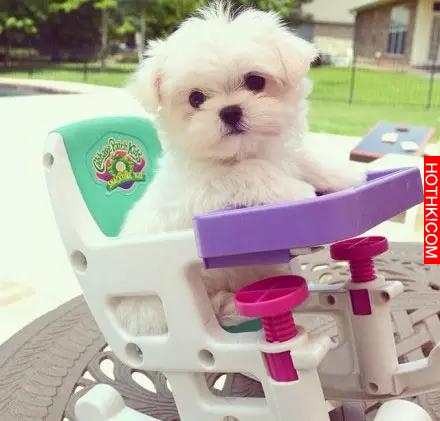 一隻天生會賣萌的馬爾齊斯犬，萌得不要不要的！