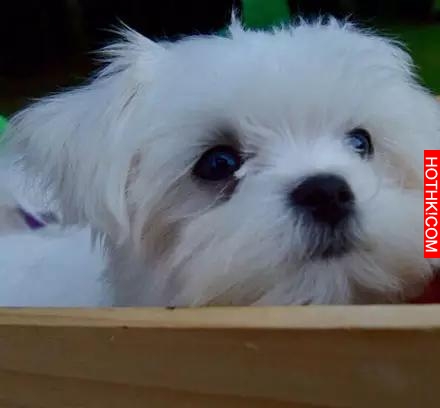 一隻天生會賣萌的馬爾齊斯犬，萌得不要不要的！