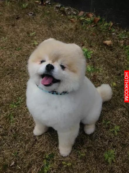 一隻越長越像布娃娃的狗狗！