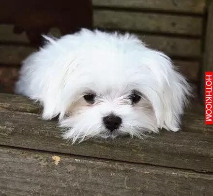 一隻天生會賣萌的馬爾齊斯犬，萌得不要不要的！