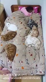 養了六隻貓，很累了還要小心翼翼地上床深怕......