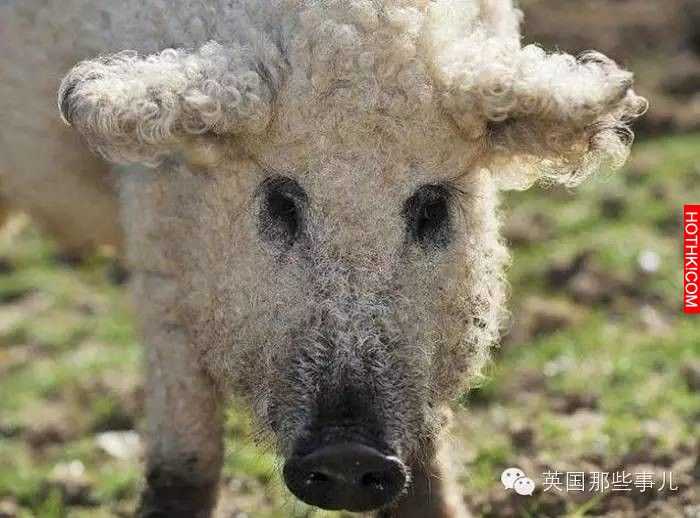 牠是差點就被英國人吃到絕種的神獸！只要養一頭你就會感覺同時擁有了豬羊狗！牠就是.. ...