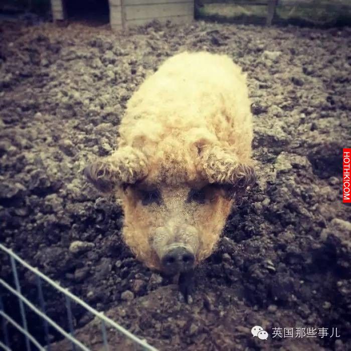 牠是差點就被英國人吃到絕種的神獸！只要養一頭你就會感覺同時擁有了豬羊狗！牠就是.. ...