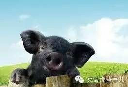 牠是差點就被英國人吃到絕種的神獸！只要養一頭你就會感覺同時擁有了豬羊狗！牠就是.. ...