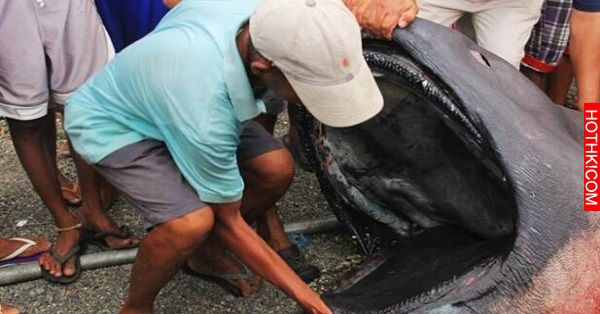 菲律賓捕獲深海怪魚，專家一打開嘴巴竟然發現「這種東西」... ...