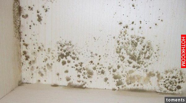 台灣天氣又濕又熱，房子常「發霉」，只要學會這幾招，就能把黴菌永遠趕出你家！ ...