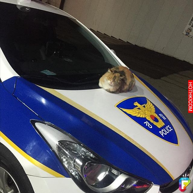 這隻流浪貓因為天氣太冷走進派出所取暖，接下來發生的超暖一幕讓大家都讃爆了！ ...