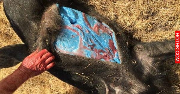 這對夫婦補獲了一隻看似普通的野豬，剖開肚子後竟然發現「這種東西」... ...