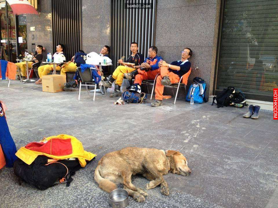 救難人員發現狗狗明明吃飽了卻還會每天來叼食物很不解，跟蹤牠們後才知道這令人大爆淚 ...