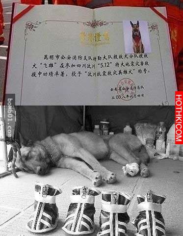 救難人員發現狗狗明明吃飽了卻還會每天來叼食物很不解，跟蹤牠們後才知道這令人大爆淚 ...