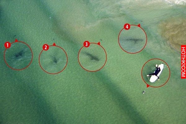 女孩遊到一半發現五隻鯊魚跟著她，當她想逃時…突然間…！！真是太可怕了！！ ...