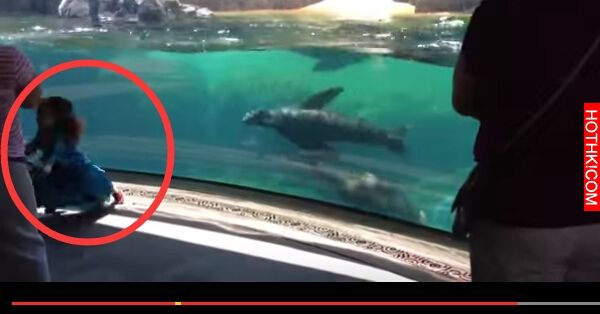 這位小女孩在水族館跌倒，海獅竟瞬間做出「這種動作」...在場的人都看傻了 ...