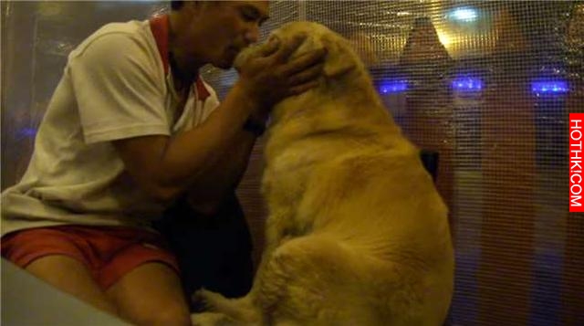 帶黃金犬到餐廳吃飯，沒想到它竟無聊到打瞌睡，可愛畫面讓人笑翻
