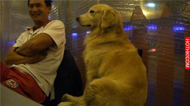 帶黃金犬到餐廳吃飯，沒想到它竟無聊到打瞌睡，可愛畫面讓人笑翻