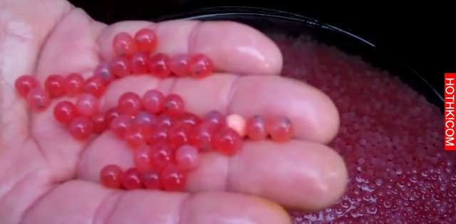 震撼！他把7萬顆「鮭魚卵」一口氣全放到孵化器中！沒想到他手撈起來的瞬間，所有人都 ...