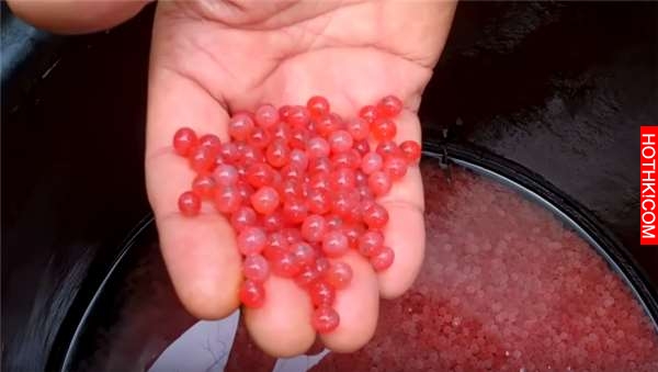 震撼！他把7萬顆「鮭魚卵」一口氣全放到孵化器中！沒想到他手撈起來的瞬間，所有人都 ...