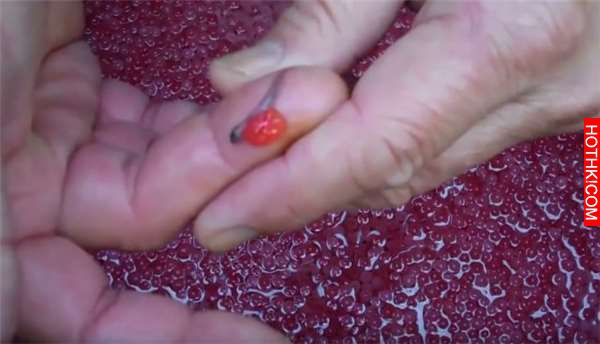 震撼！他把7萬顆「鮭魚卵」一口氣全放到孵化器中！沒想到他手撈起來的瞬間，所有人都 ...