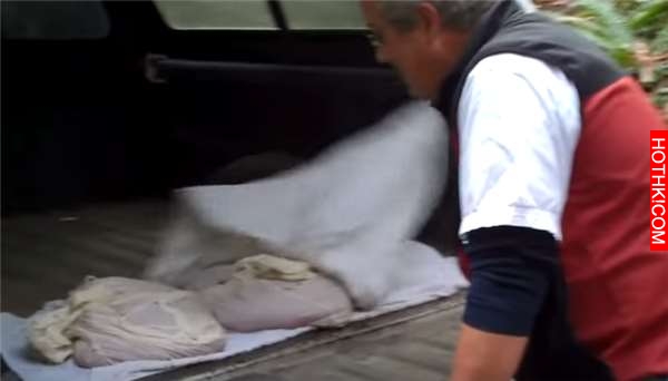 震撼！他把7萬顆「鮭魚卵」一口氣全放到孵化器中！沒想到他手撈起來的瞬間，所有人都 ...