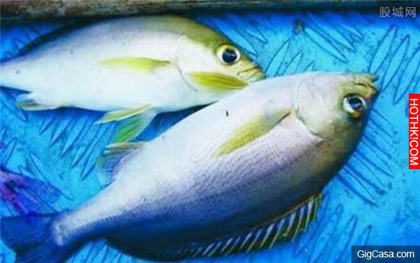 吃了這種魚,一放屁就漏一床的「血」太可怕了!台灣人最容易中招,千萬要學會分辨,要不太危險! 吃了這種魚,一放屁就漏一床的「血」太可怕了!台灣人最容易中招,千萬要學會分辨,要不太危險!