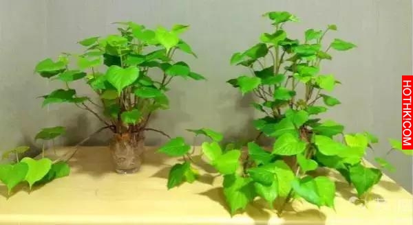 她把紅薯放在水里一個星期，奇蹟發生了！