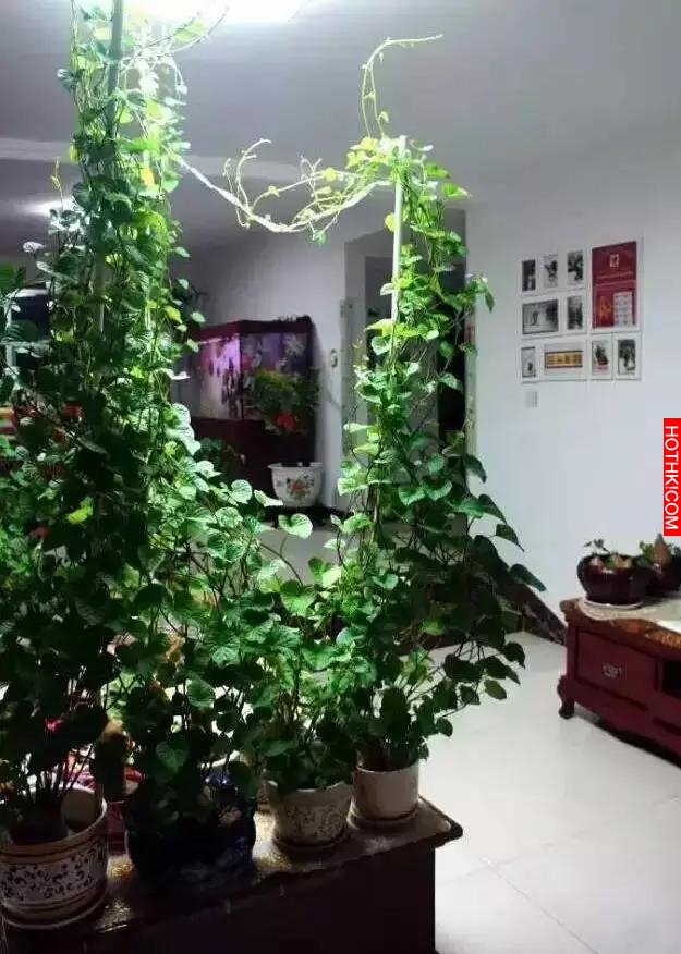 她把紅薯放在水里一個星期，奇蹟發生了！