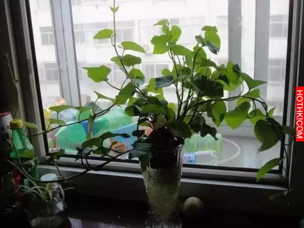 她把紅薯放在水里一個星期，奇蹟發生了！