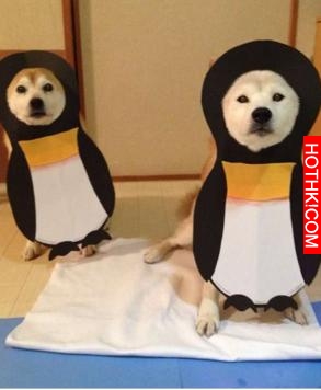 主人做超過20套服裝給2只愛犬穿，最後那張照片真的把人笑翻了