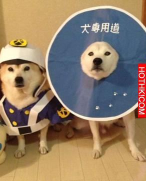 主人做超過20套服裝給2只愛犬穿，最後那張照片真的把人笑翻了